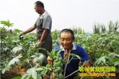 ɽ������ʷ�����ֱ��������Ķ׬3000Ԫ