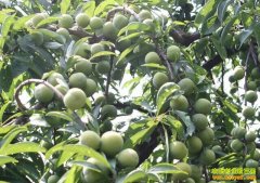 [ũ�����]��ɽ������ֲ������Ƶ