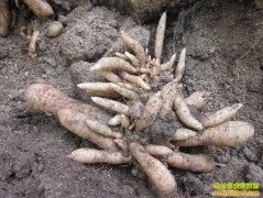 [�Ƽ�Է]������ֲ�����������麣�β�ͬ������ͬ