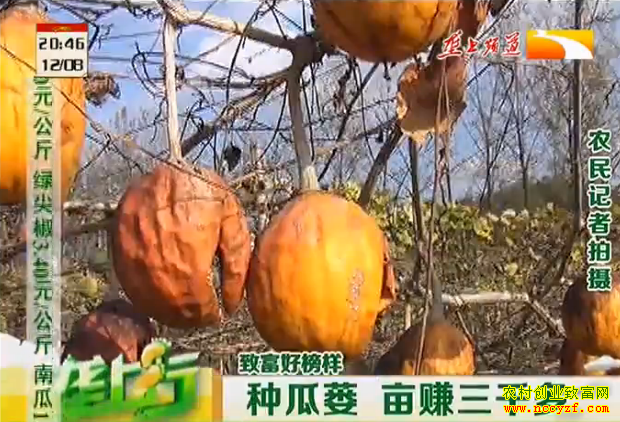 ��ֲ�¸��ð������ֹ��� Ķ׬��ǧ��