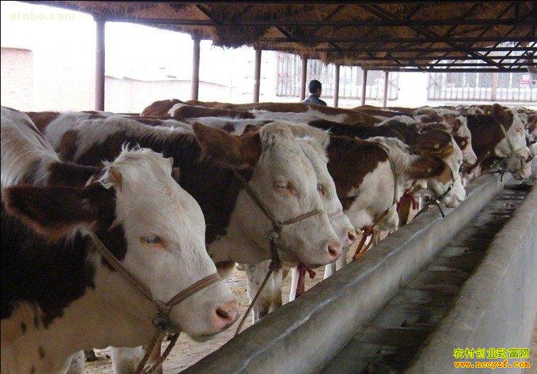 ������ţ׬Ǯ��2016����ţǰ������