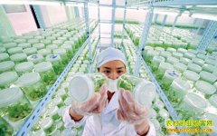 今年什么种子最赚钱:2016年种子市场行情分析