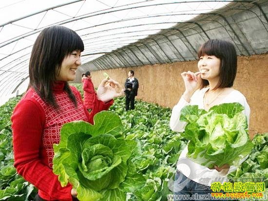 ������ֲʲô��׬Ǯ��������ֲ�¸���Ŀ�ƽ�