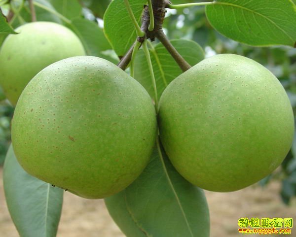 ������ֲʲô��׬Ǯ��������ֲ�¸���Ŀ�ƽ�