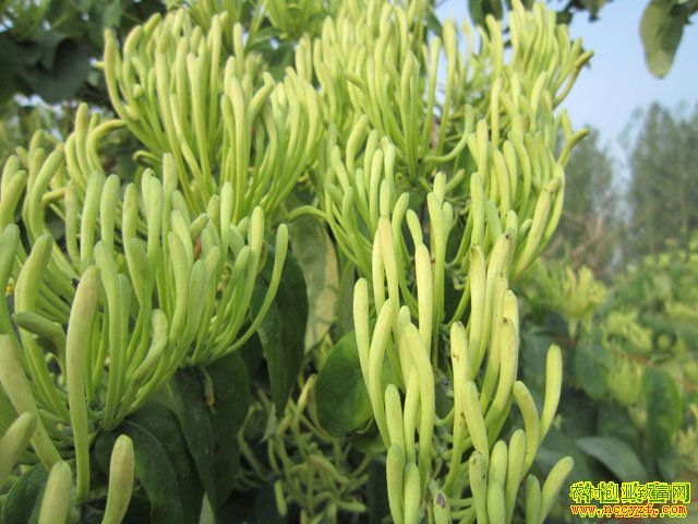 ������ֲʲô��׬Ǯ��������ֲ�¸���Ŀ�ƽ�