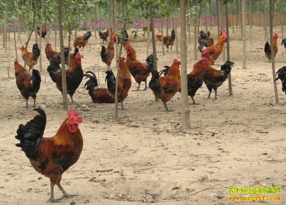 �Ĵ����������������ź��̬�¸�