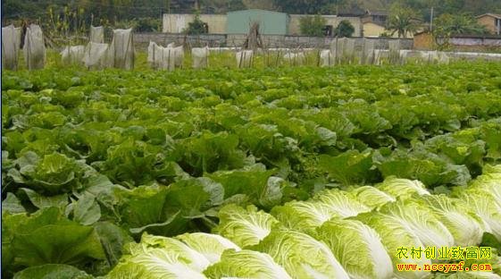 �ӱ����ز���ΰ�����С��ֲ��¸���