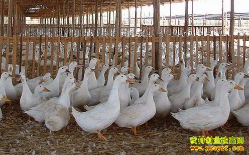 �����쳤��Ѽ˾��η�ͥ��Ѽ��׬ʮ����