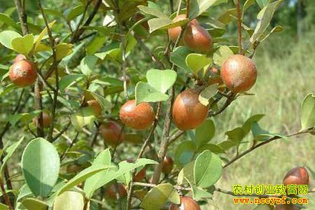 ����Т������ֲ�Ͳ������¸�����