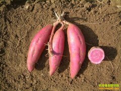 ��ֲʲô��׬Ǯ����ֲ��ʳ����ÿĶ����3300Ԫ