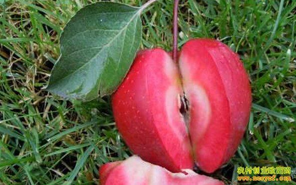 [�Ƽ�Է]����ȫ��ĺ���ƻ��