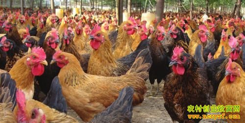 ���������ĸ�׬Ǯ