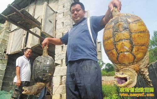 ����������¬���ŵ���ֳ�¸���