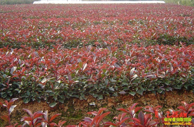 ���ݹ����Ž�ƽ����ľ�����¸�·