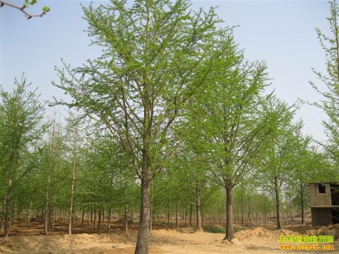 ɽ��۰������������ľ