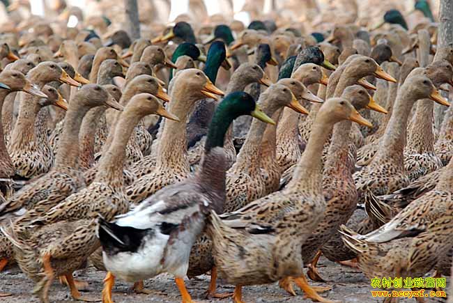 ��������¢������ֳ�¸��ð�������ѼЧ��� ��λ����ƴ