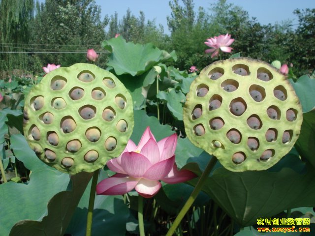 ̫����36��ͼƬ