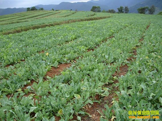 ��������ֲ����