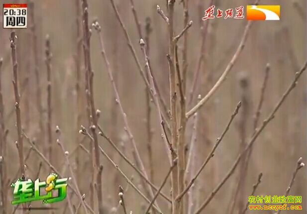 ��ֲ�¸���Ŀ���¸��ð�����ί������ ��׬��ʮ��