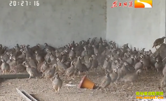 ��ֳ�¸���Ŀ���������� ��׬������