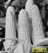 ��ι���������������