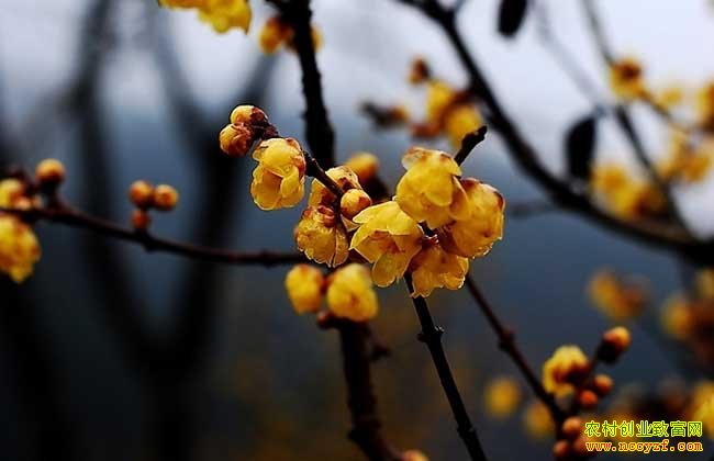 ���챱������������÷������˵�¸�