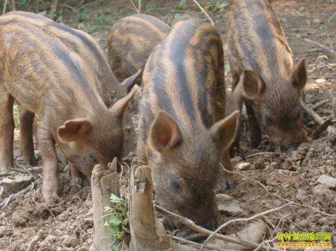 �����ϲ���ѩӢ΢��̬��Ұ��