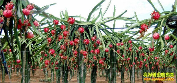 �㶫��ݸ������������ֲ�����������¸�