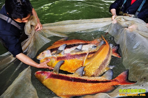 [ÿ��ũ��]��ֵ�ߵ���֬����ֳǰ��