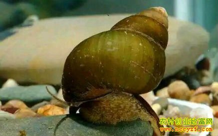 ������׬Ǯ��������ֳЧ�����