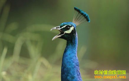 ��������Ұ��������ֳ����֤