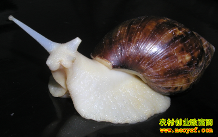 ����ţ׬Ǯ�𣺰�����ţ����ֳǰ������