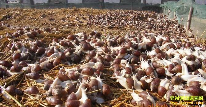 ������ţ����ֳǰ������