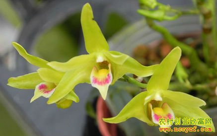 ��Ƥʯ����ֲǰ������