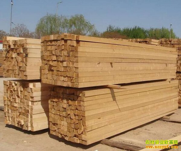 ɽ���������ű�������ľ�Ĵ�������ľ��1200���