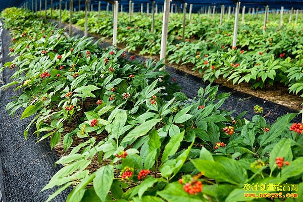 ���ּ�����Ů��������������˲���ֲ�¸�·