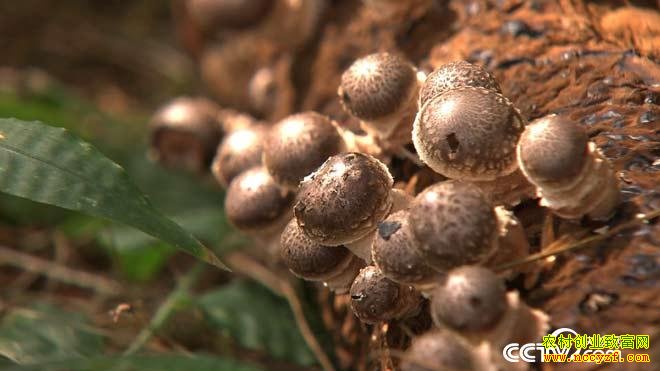 ����ʡ��ɽ���ԼӸ���ֲ�㹽��׬����Ԫ