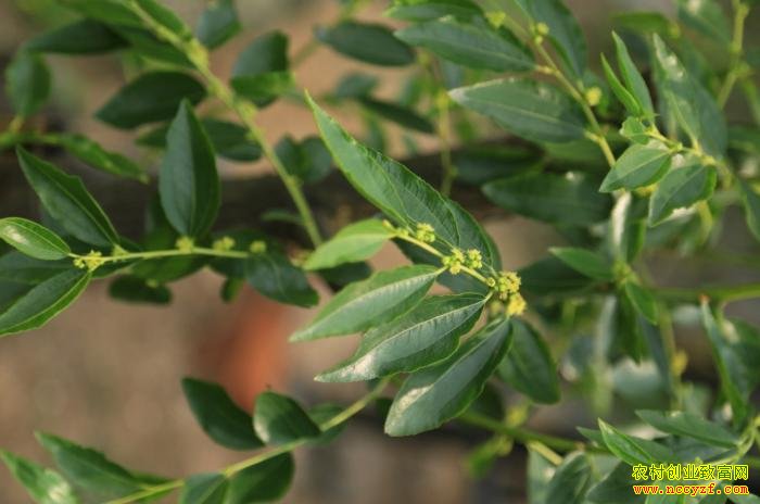 �չ�������ʳ�滨���ڹ���