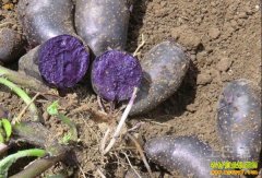 ����潭��������ֲ��������׬40��Ԫ