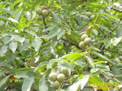 ���������ش�����ũ�崴ҵ�ֺ�����ũ�¸�