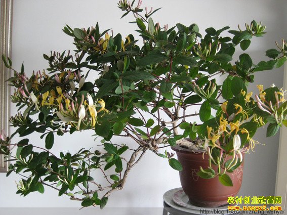 �������辰