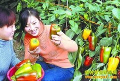 蔬菜,花卉,药材,果树:2016年种植什么最赚钱