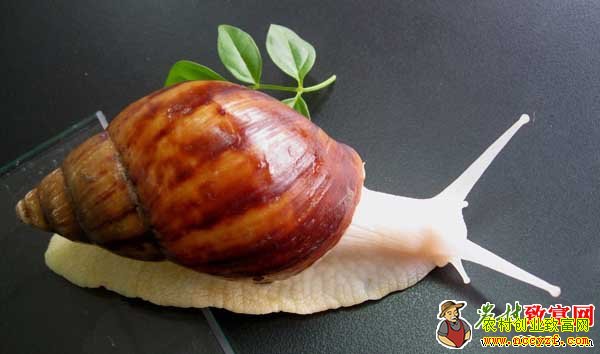 ������ţ��ֳ