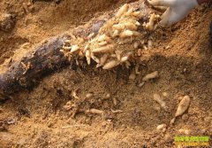 ������ֲǰ������