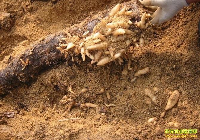 ������ֲǰ������