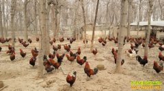 ɽ����Ұ�����������������Ŀ��¸���