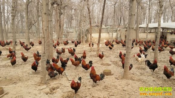 ɽ����Ұ�����������������Ŀ��¸���