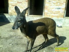 [ÿ��ũ��]������׬Ǯ������һ�����20�ˡ����ƽ�