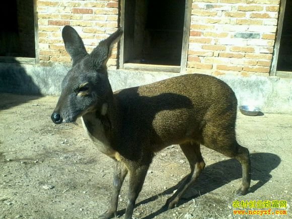 ������׬Ǯ��