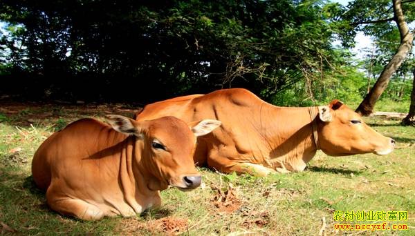 ����Ҭ��ţͼƬ